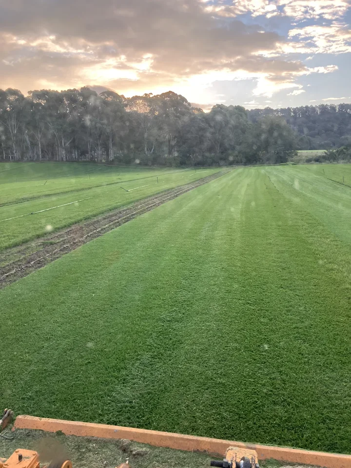 A working turf field stretches toward a eucalyptus boundary beneath a glowing sky.