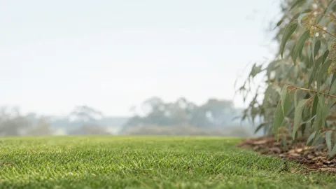 A sunny open lawn and a shaded garden lawn shown together for comparison.