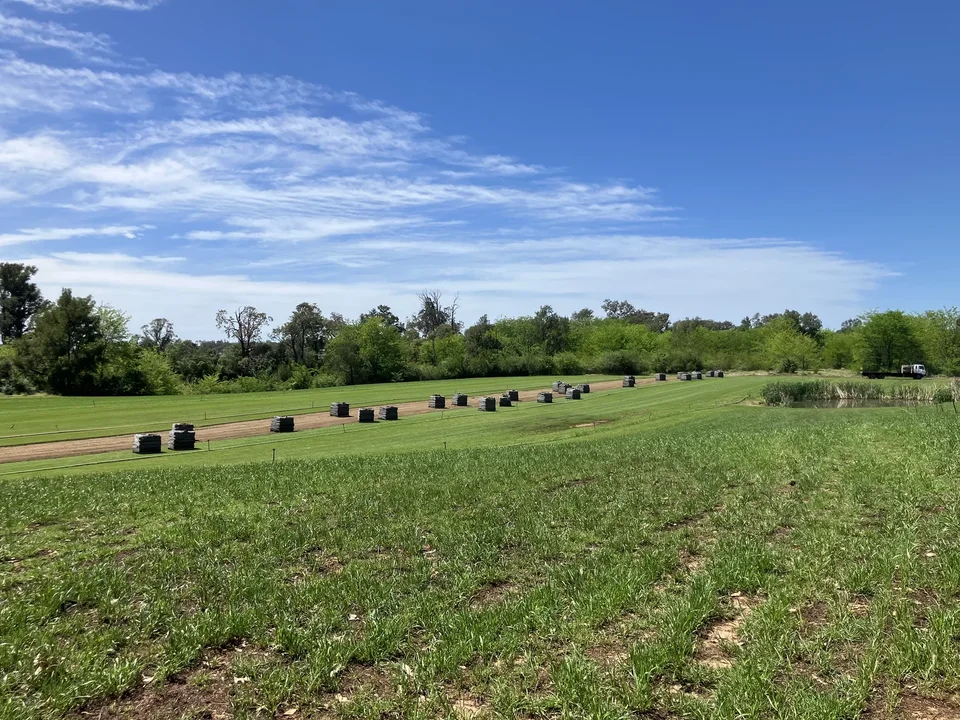 Pallets of harvested turf stand along lanes across a working turf farm.