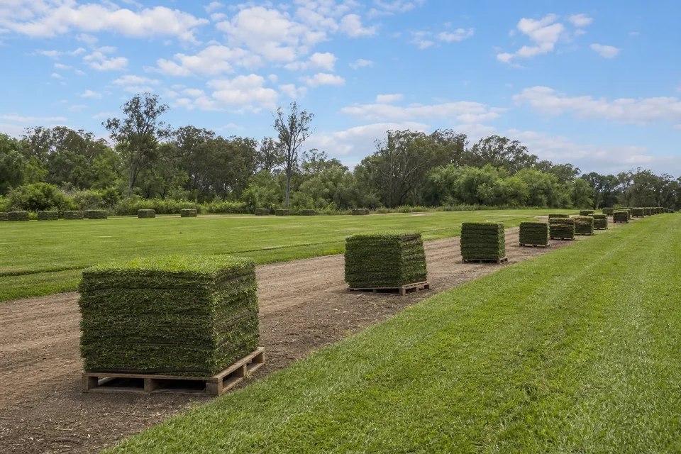 Pallets of freshly harvested turf stand along a harvest lane on a southwestern Sydney turf farm.