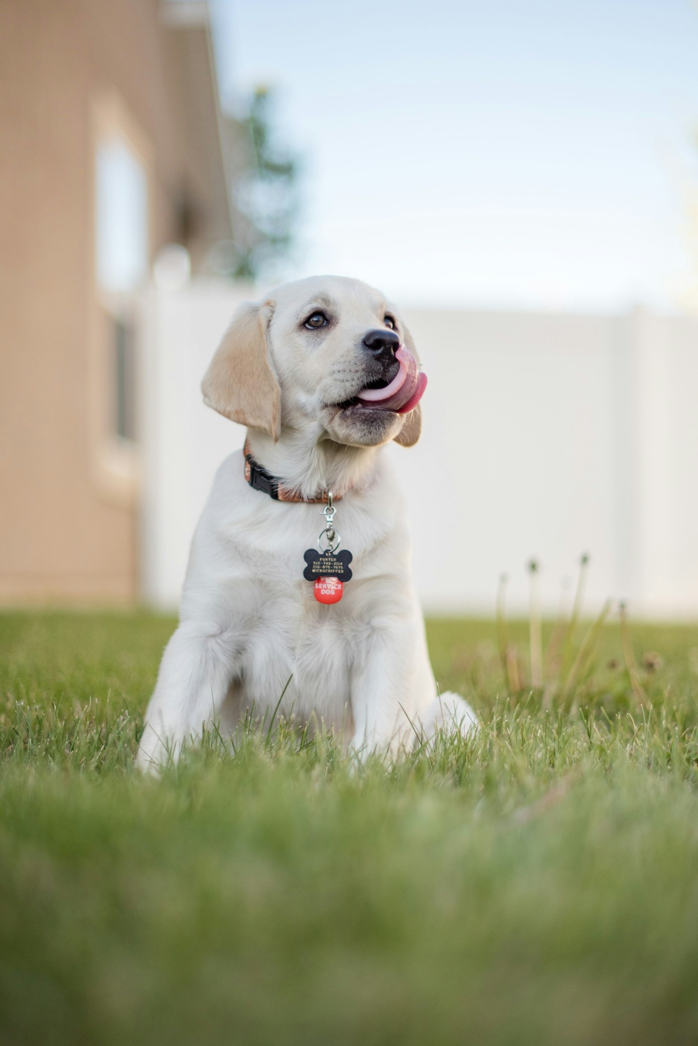 A dog sitting on a green lawn.