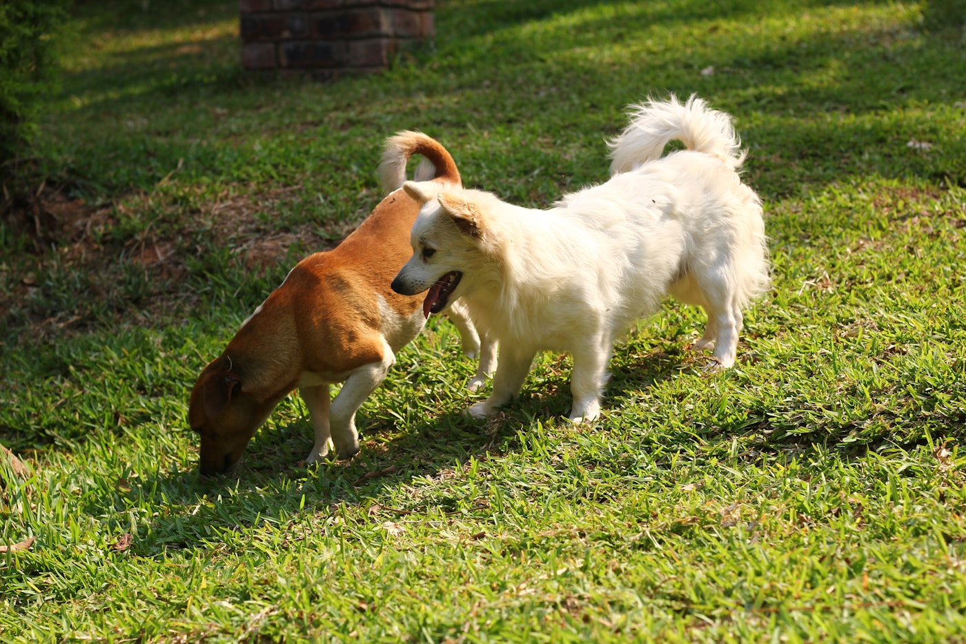 Two dogs playing together on a lawn.